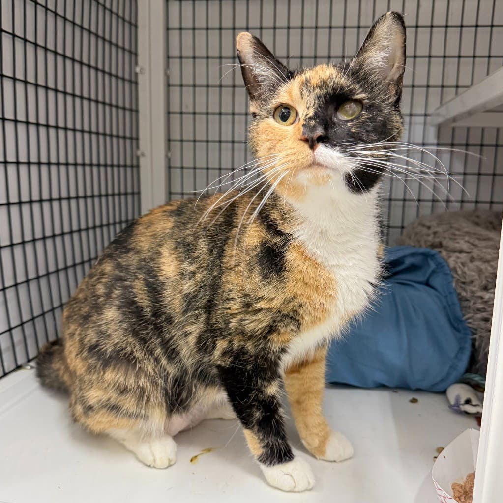 Pomma - Domestic Short Hair