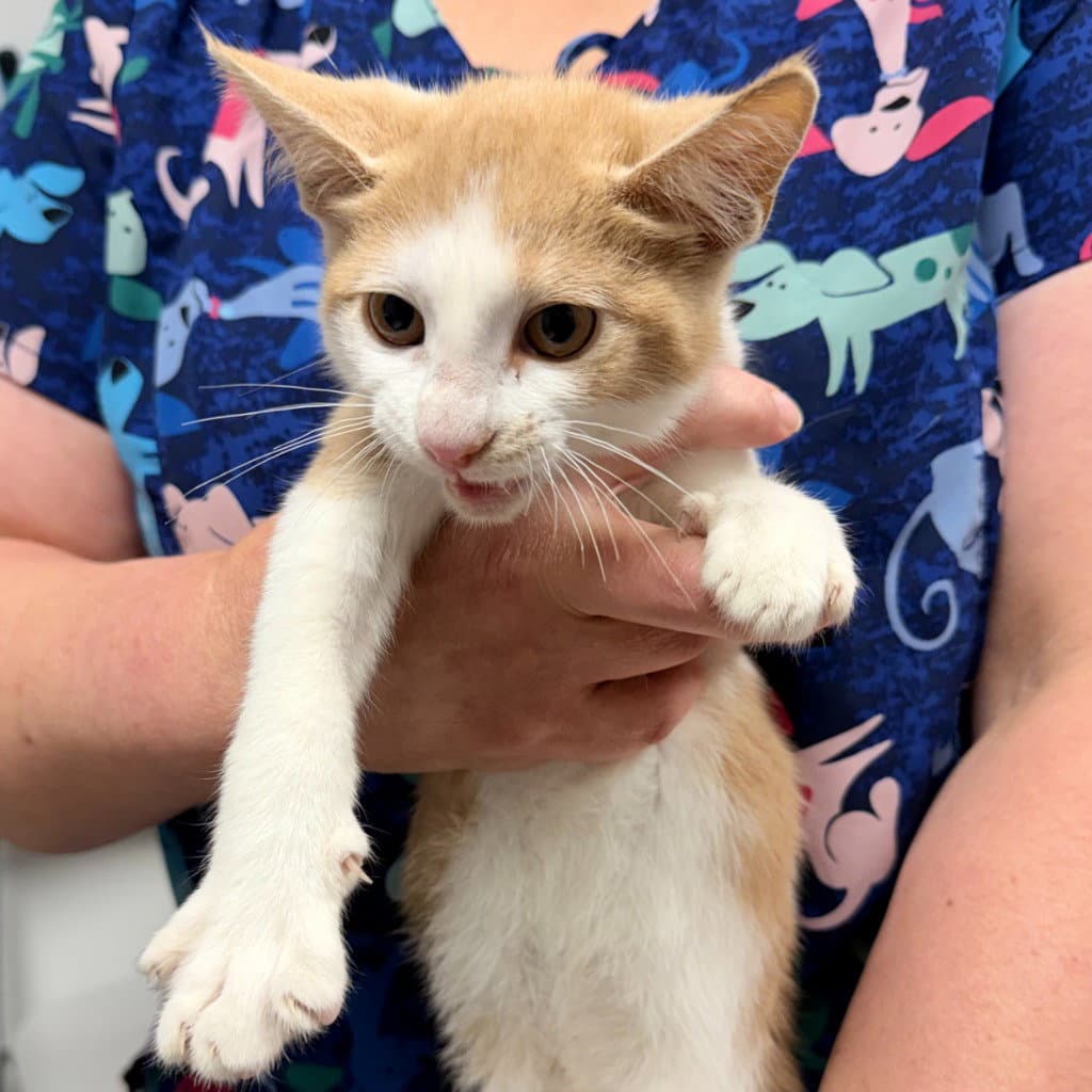 Sand Dollar - Domestic Short Hair
