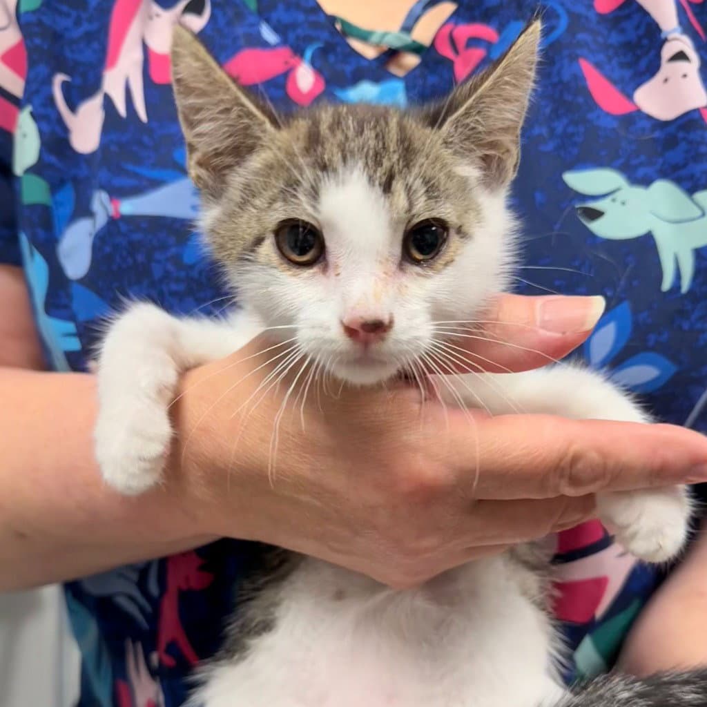 Sailor - Domestic Short Hair