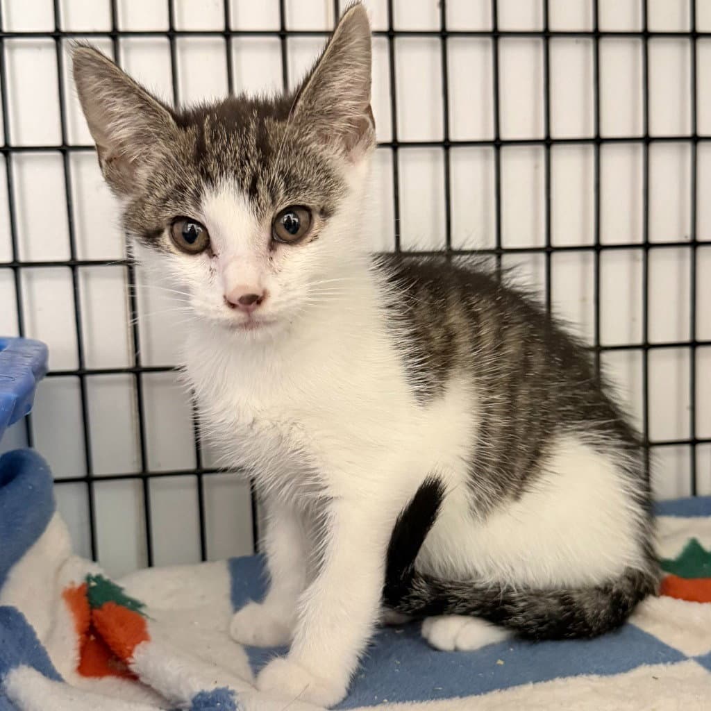 Sailor - Domestic Short Hair