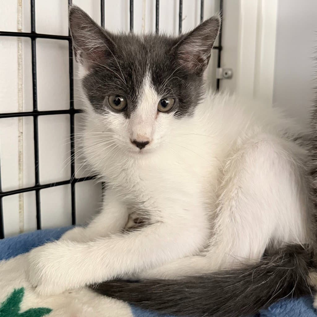 Sand Castle - Domestic Short Hair
