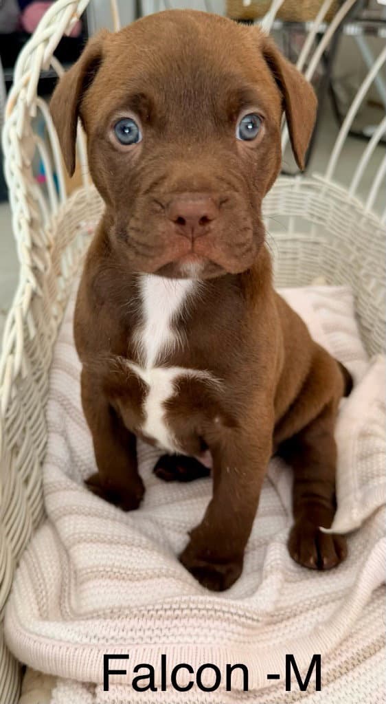 Falcon - American Staffordshire Terrier