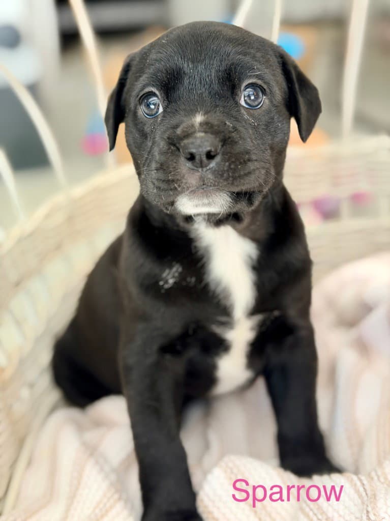 Sparrow - American Staffordshire Terrier