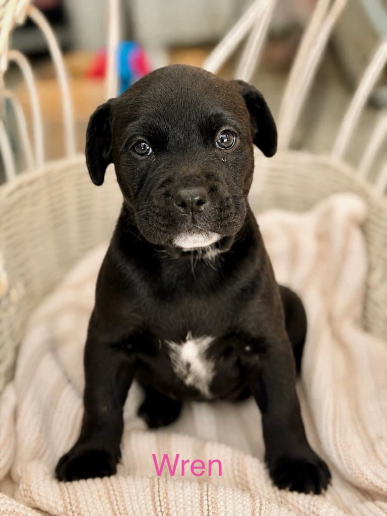 Wren - American Staffordshire Terrier
