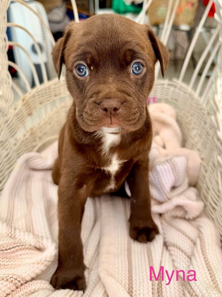 Myna - American Staffordshire Terrier