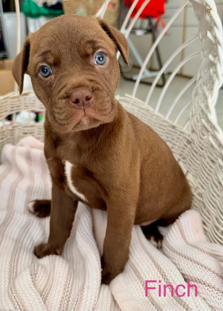 Finch - American Staffordshire Terrier
