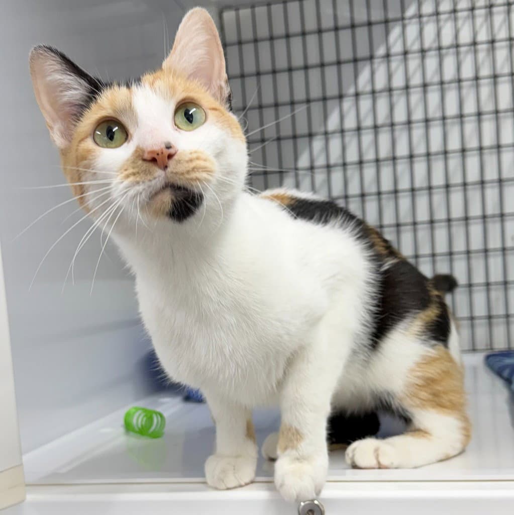 Liberty - Domestic Short Hair
