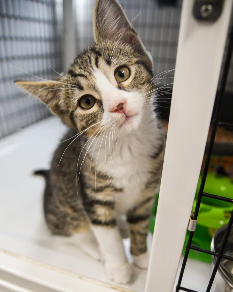Fawn - Domestic Short Hair