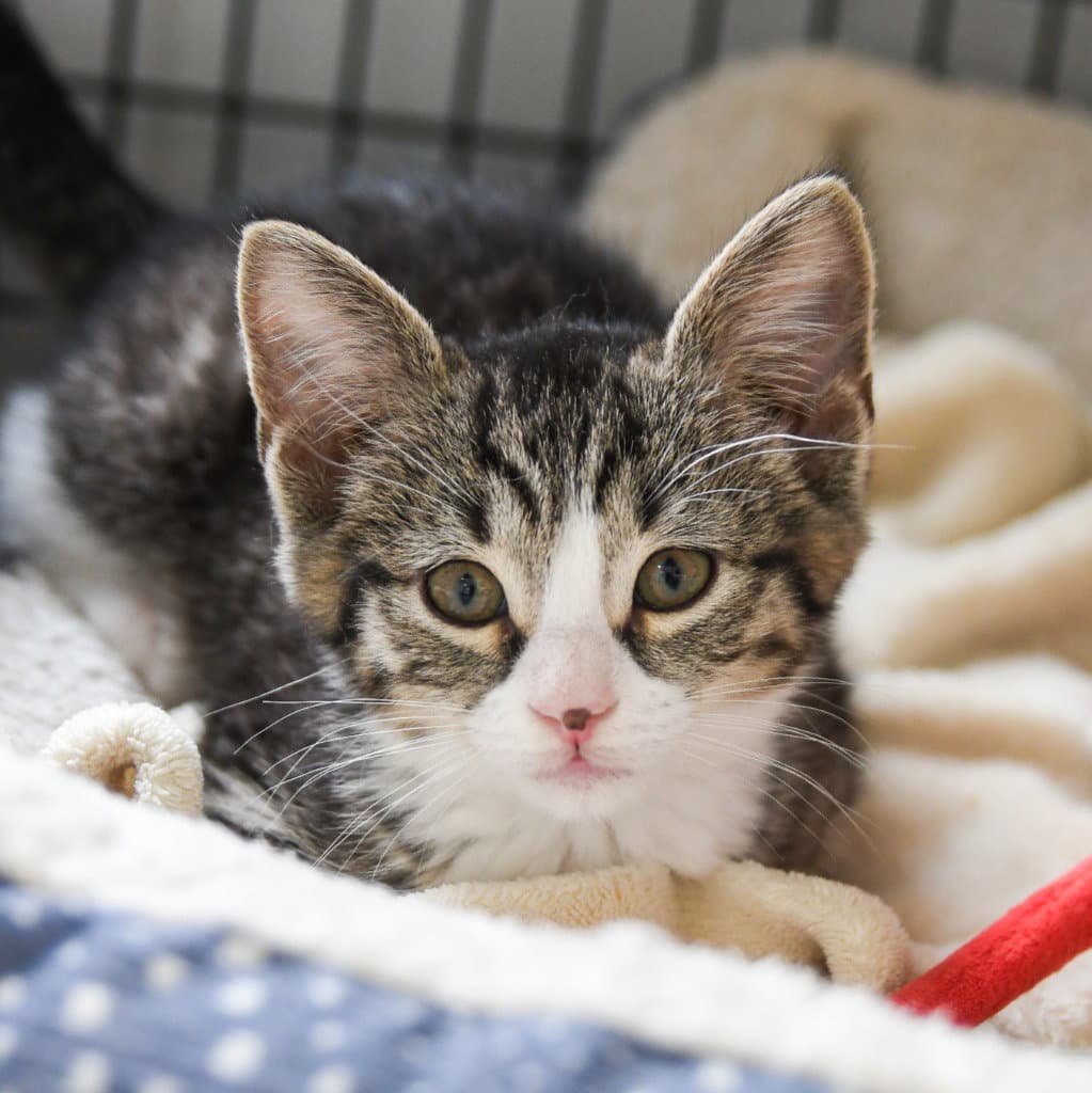 Fawn - Domestic Short Hair