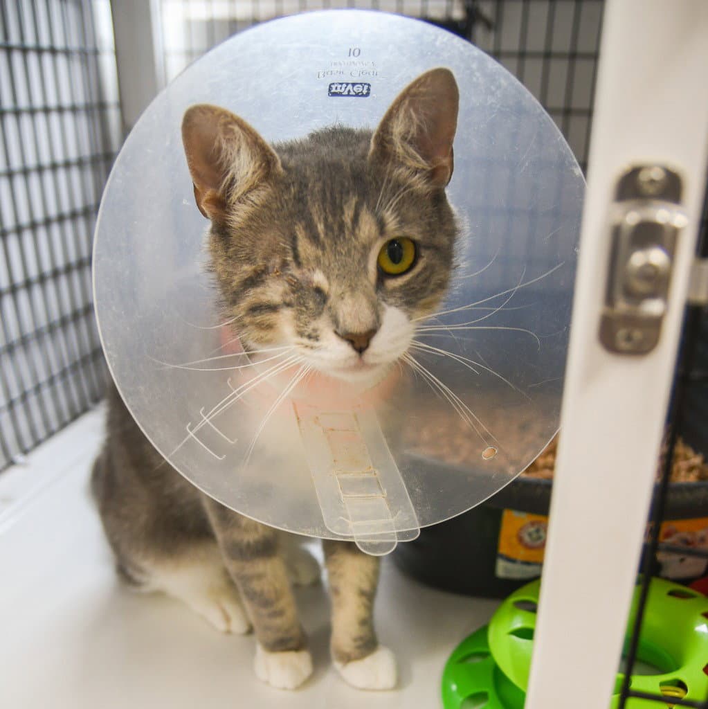 Doe - Domestic Short Hair