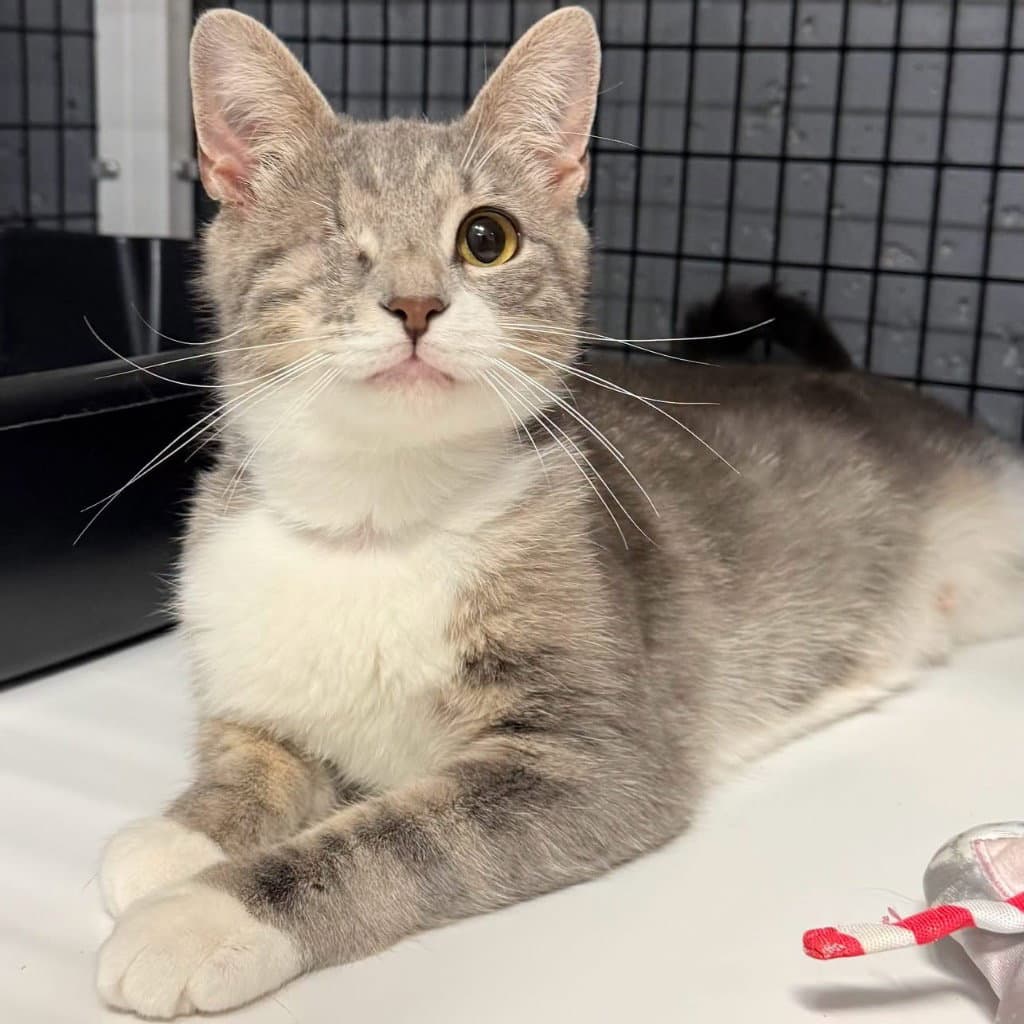 Doe - Domestic Short Hair