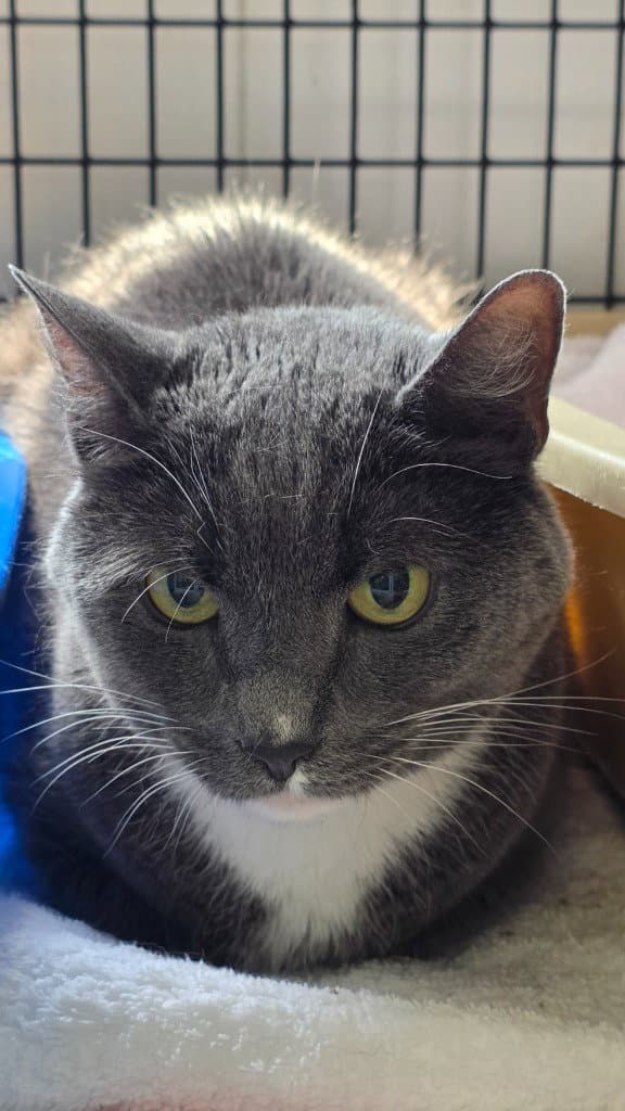 Robb Jb - Domestic Short Hair