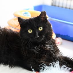 Beatrix image 1