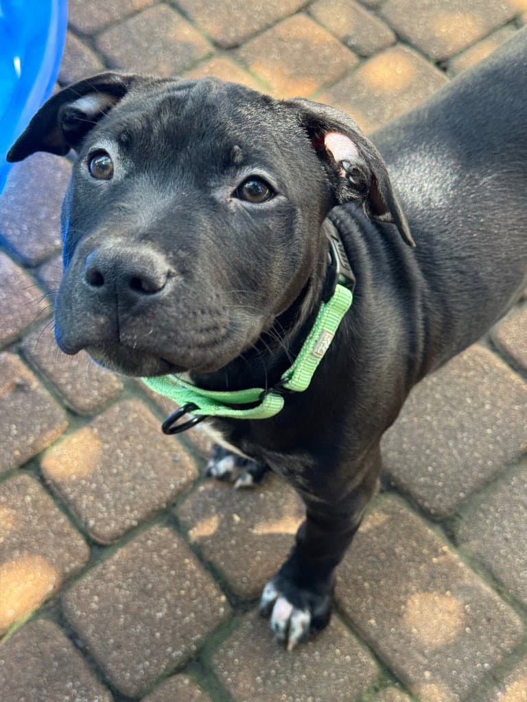 Riggins - Labrador Retriever