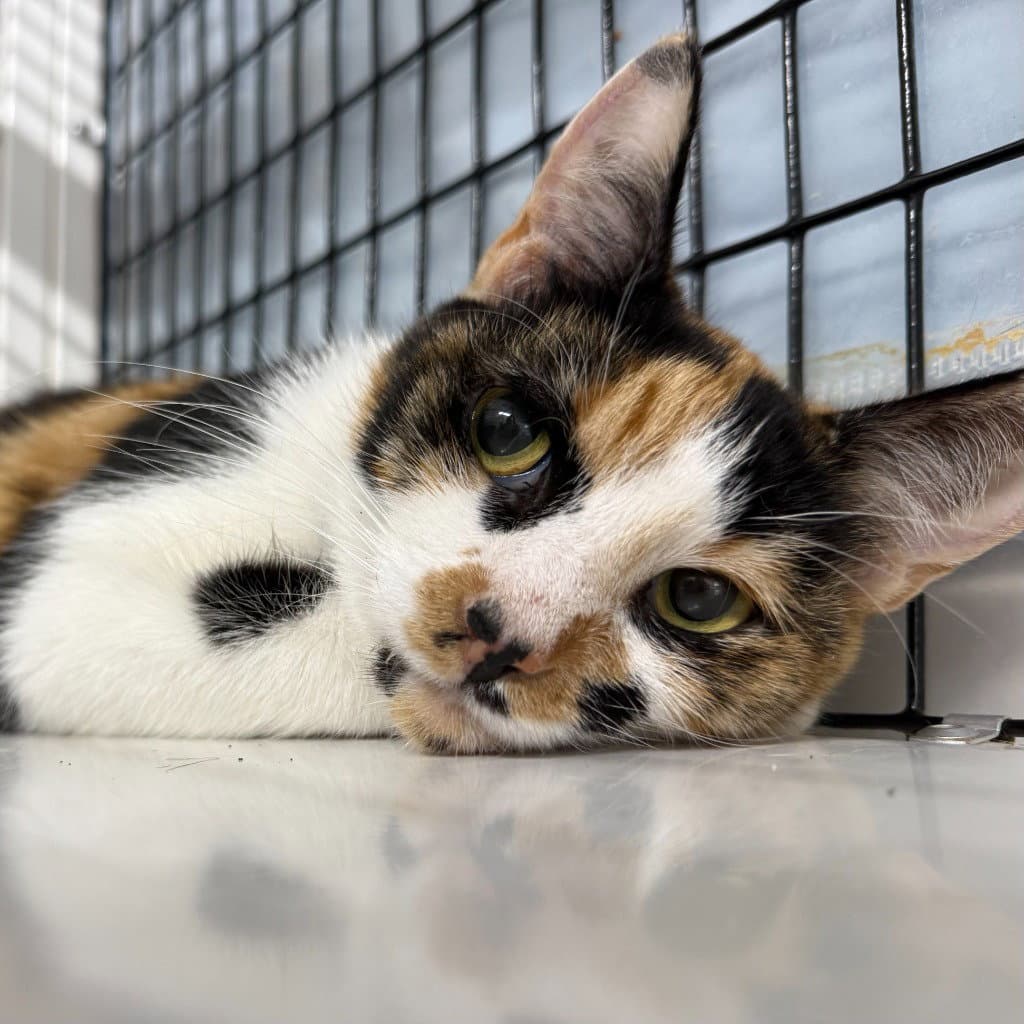 Polka Dot - Domestic Short Hair