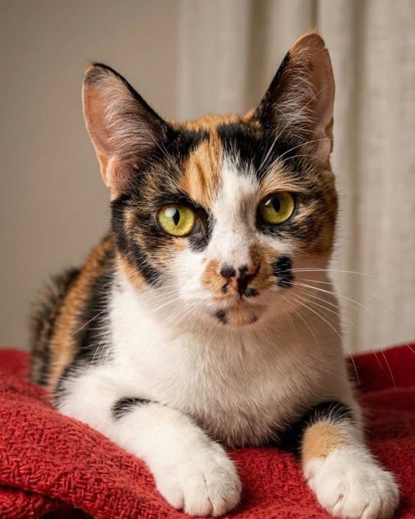 Polka Dot - Domestic Short Hair