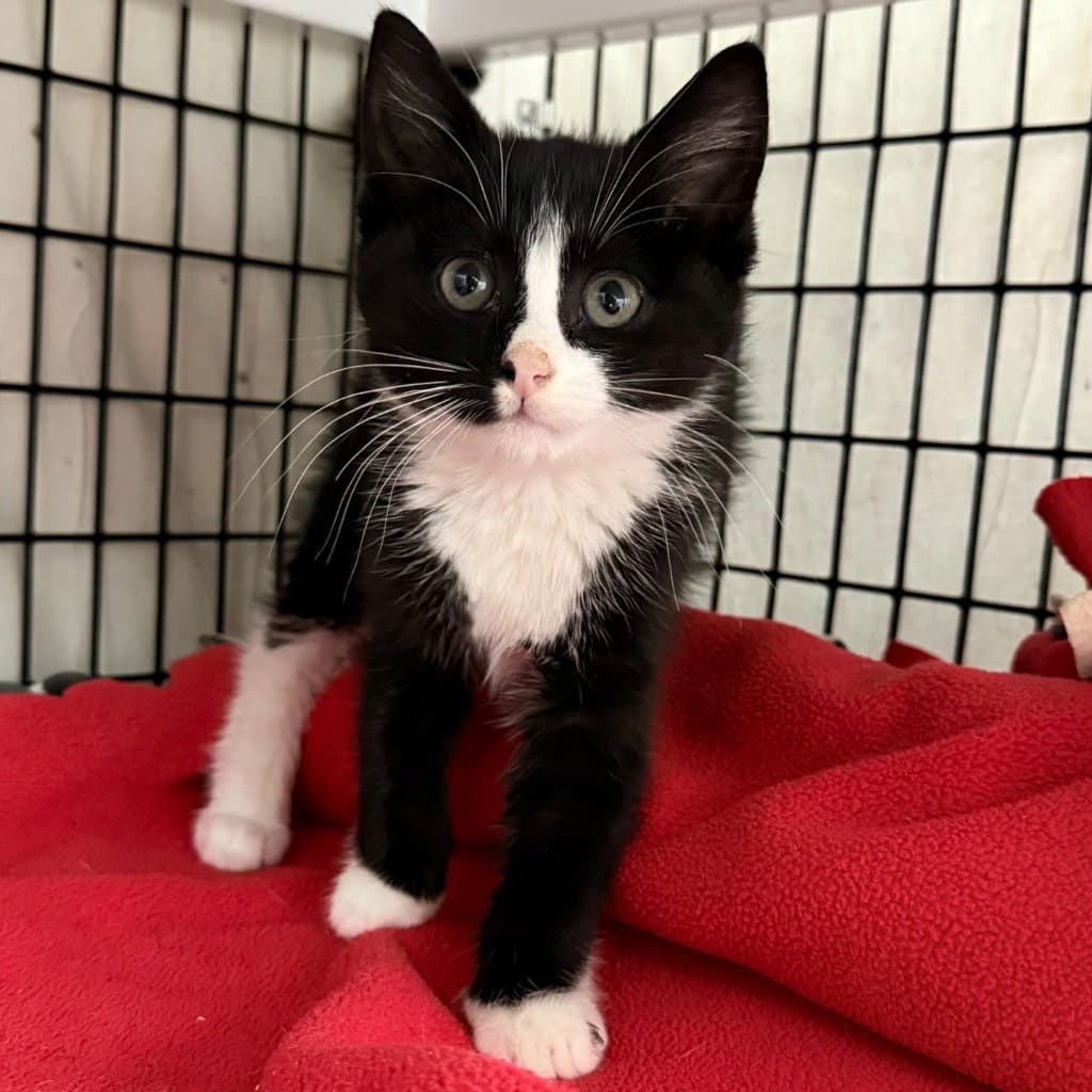 Benjamin - Domestic Short Hair
