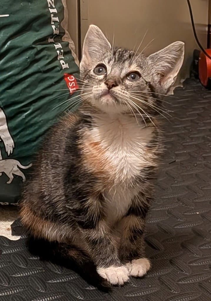 Starfish - Domestic Short Hair