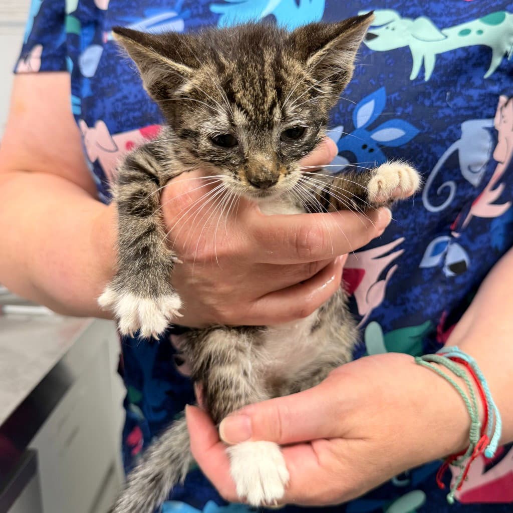 Seahorse - Domestic Short Hair