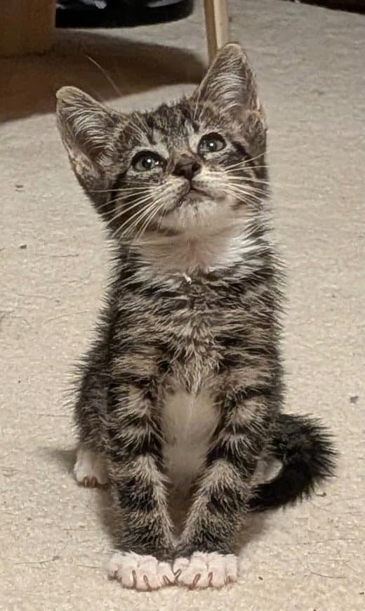 Seahorse - Domestic Short Hair