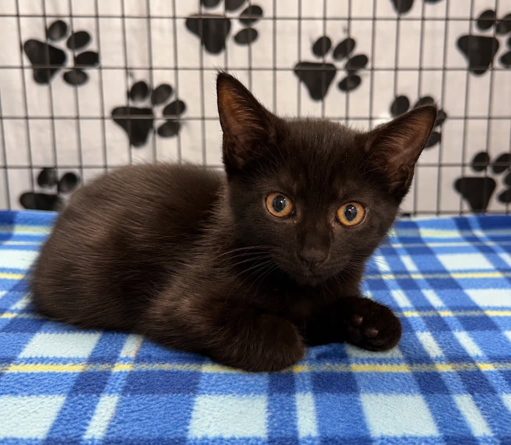 Amir - Domestic Short Hair
