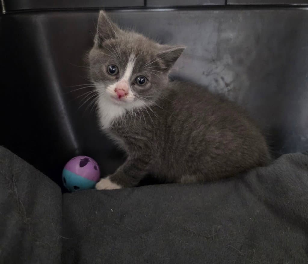 Malik - Domestic Short Hair