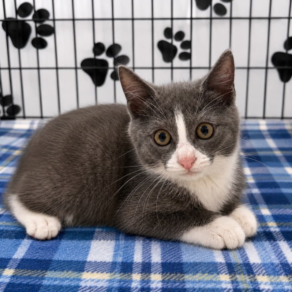 Malik - Domestic Short Hair