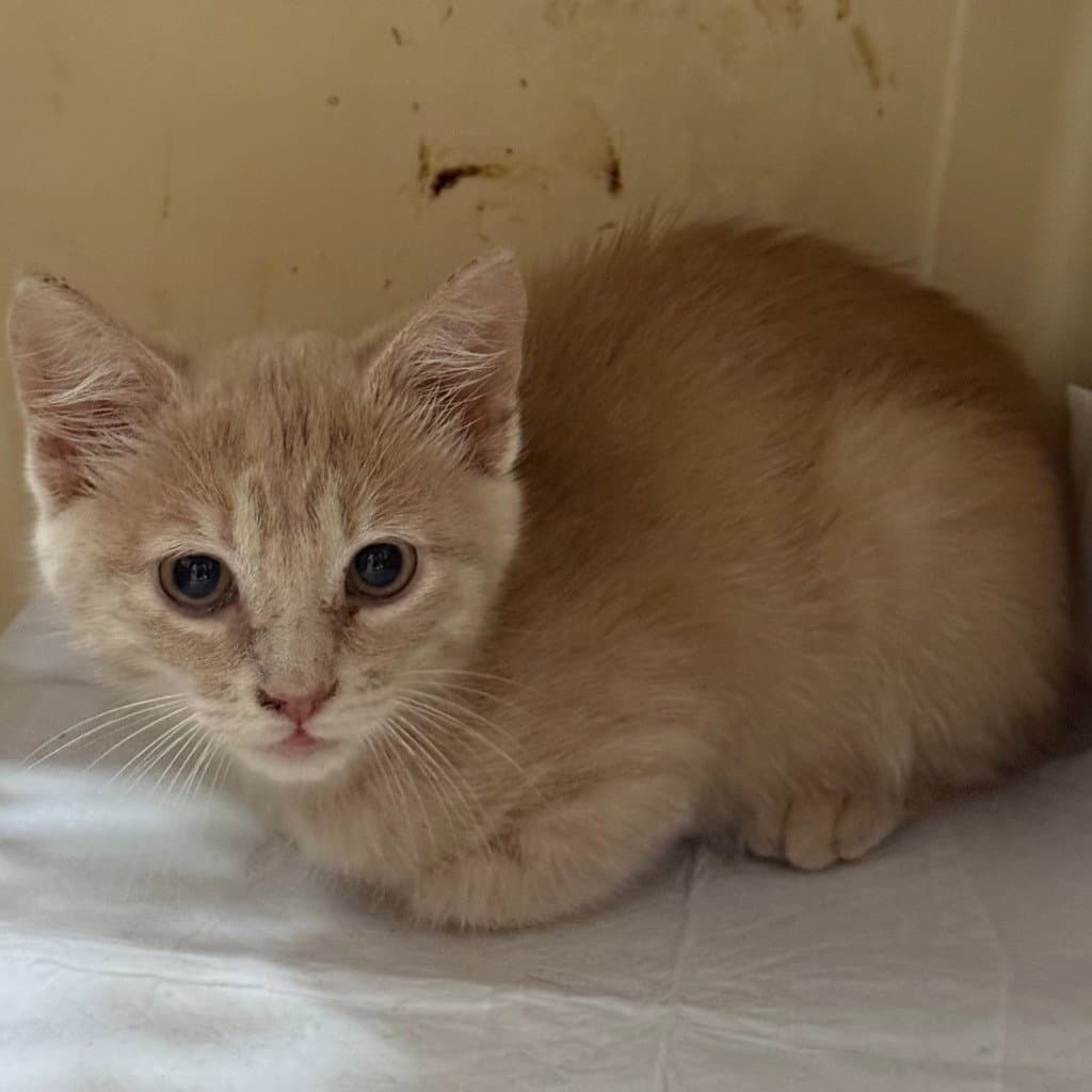 Buffy - Domestic Short Hair