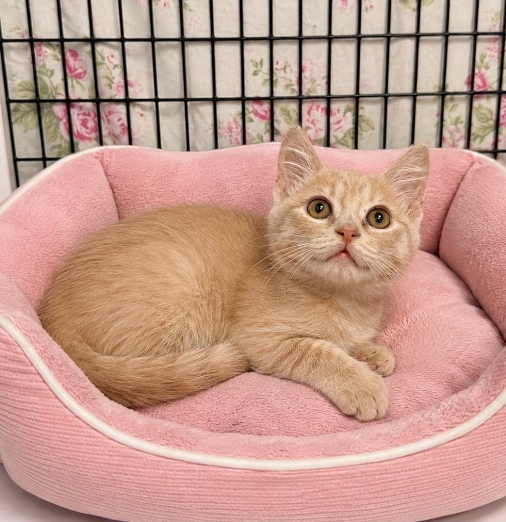 Buffy - Domestic Short Hair