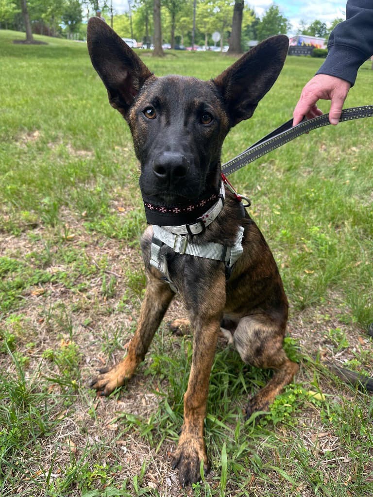 Vince - Dutch Shepherd