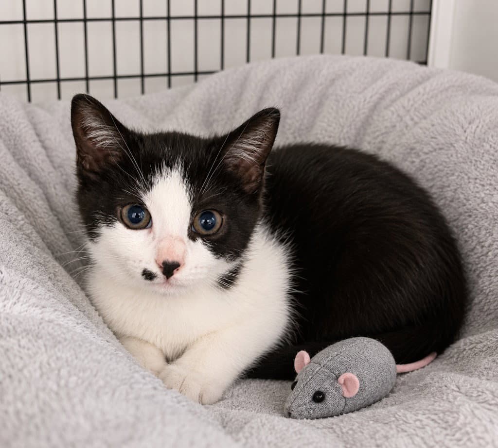 Shadow - Domestic Short Hair