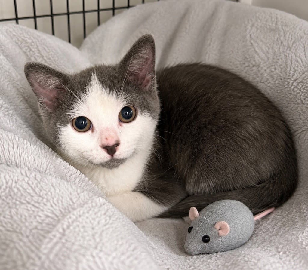 Ash - Domestic Short Hair