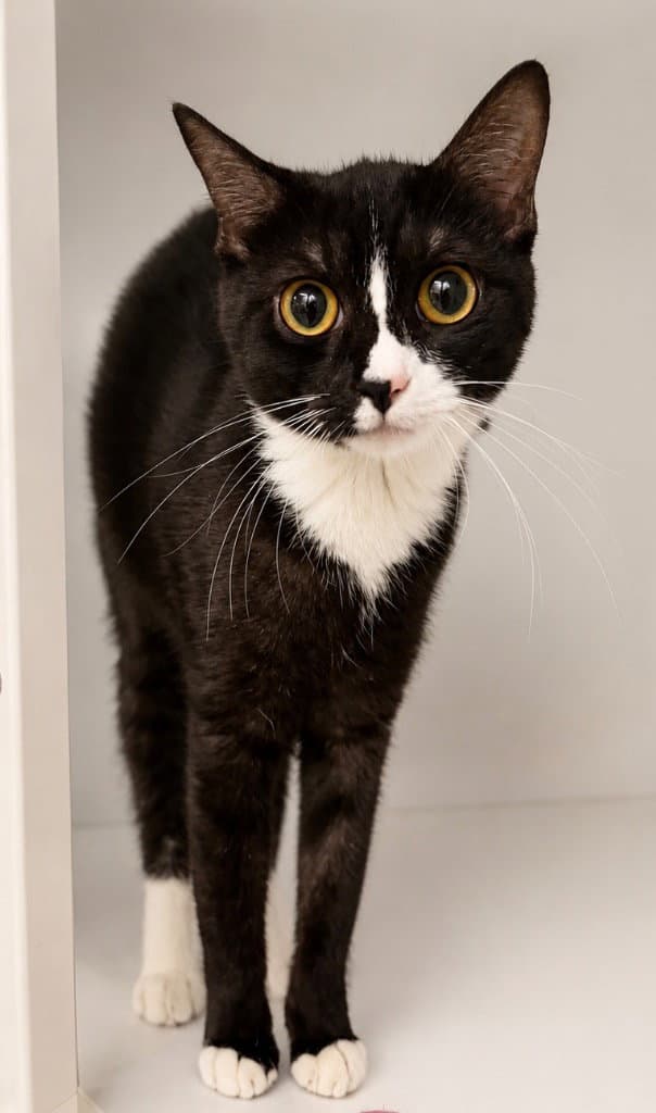 Hafsah - Domestic Short Hair