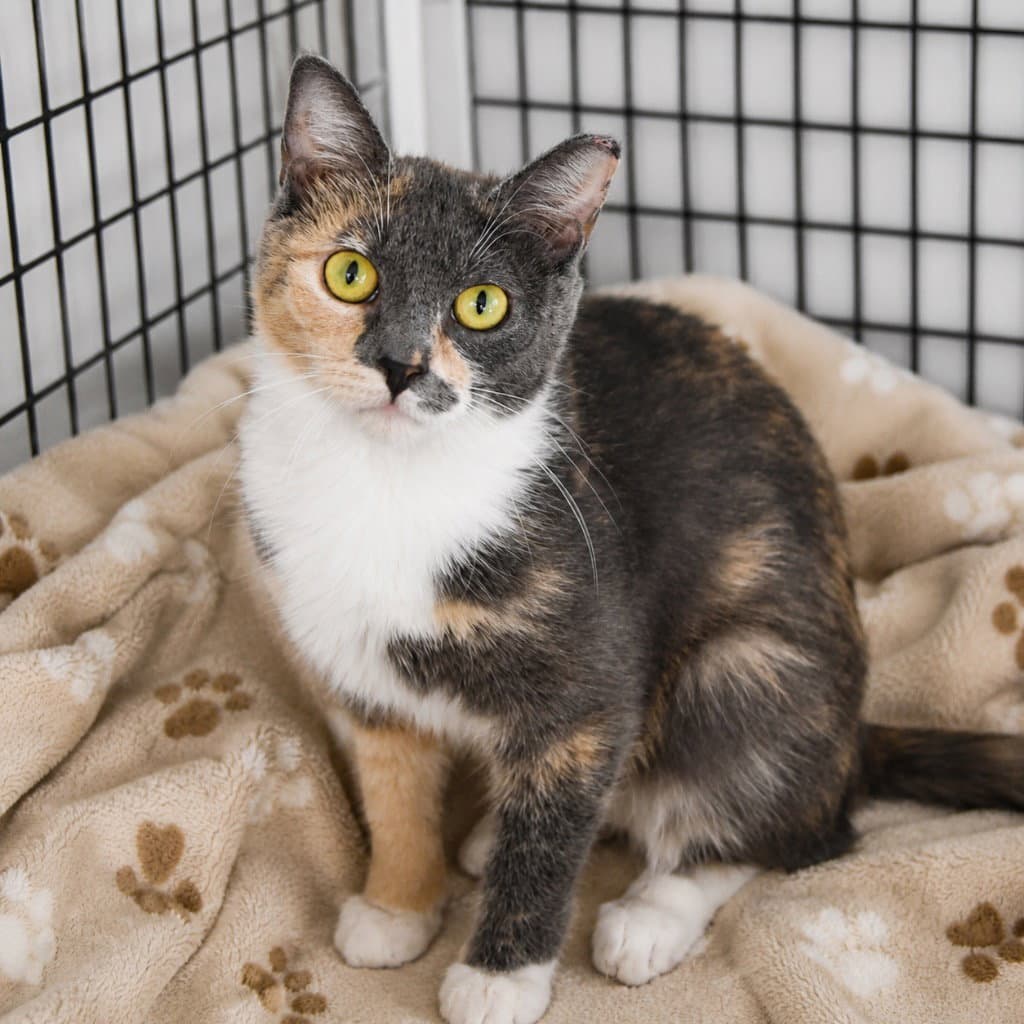Pastina - Domestic Short Hair