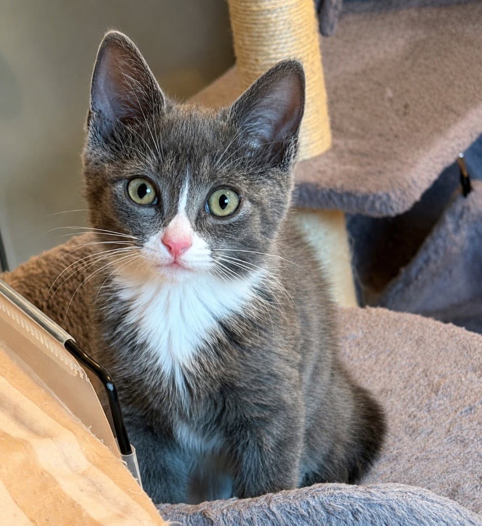 Fula - Domestic Short Hair