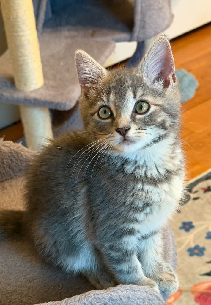 Mula - Domestic Short Hair