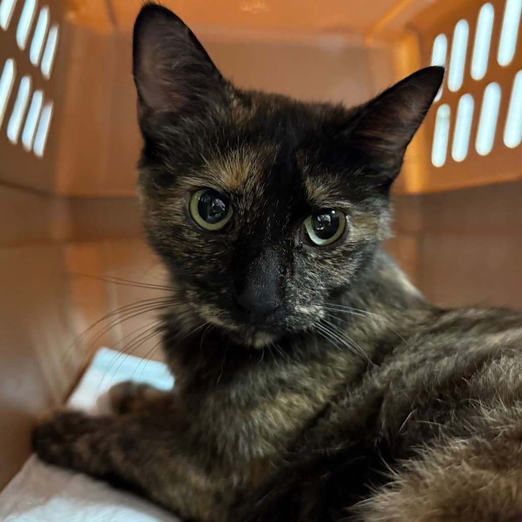Callista - Domestic Short Hair