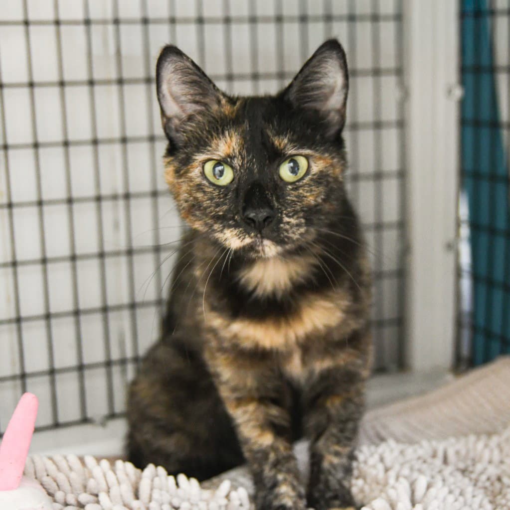 Callista - Domestic Short Hair