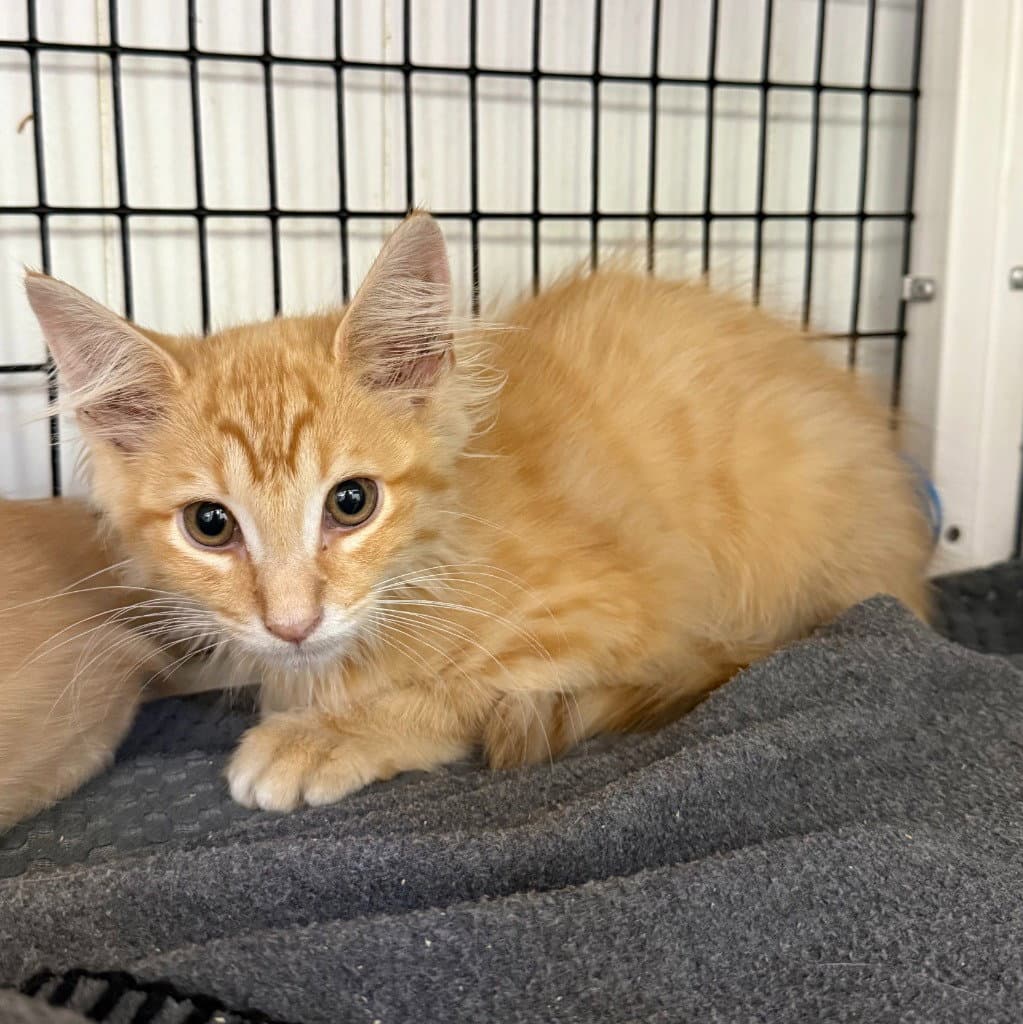 Professor Whiskers - Domestic Short Hair