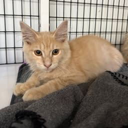 Sir Pounce image 1