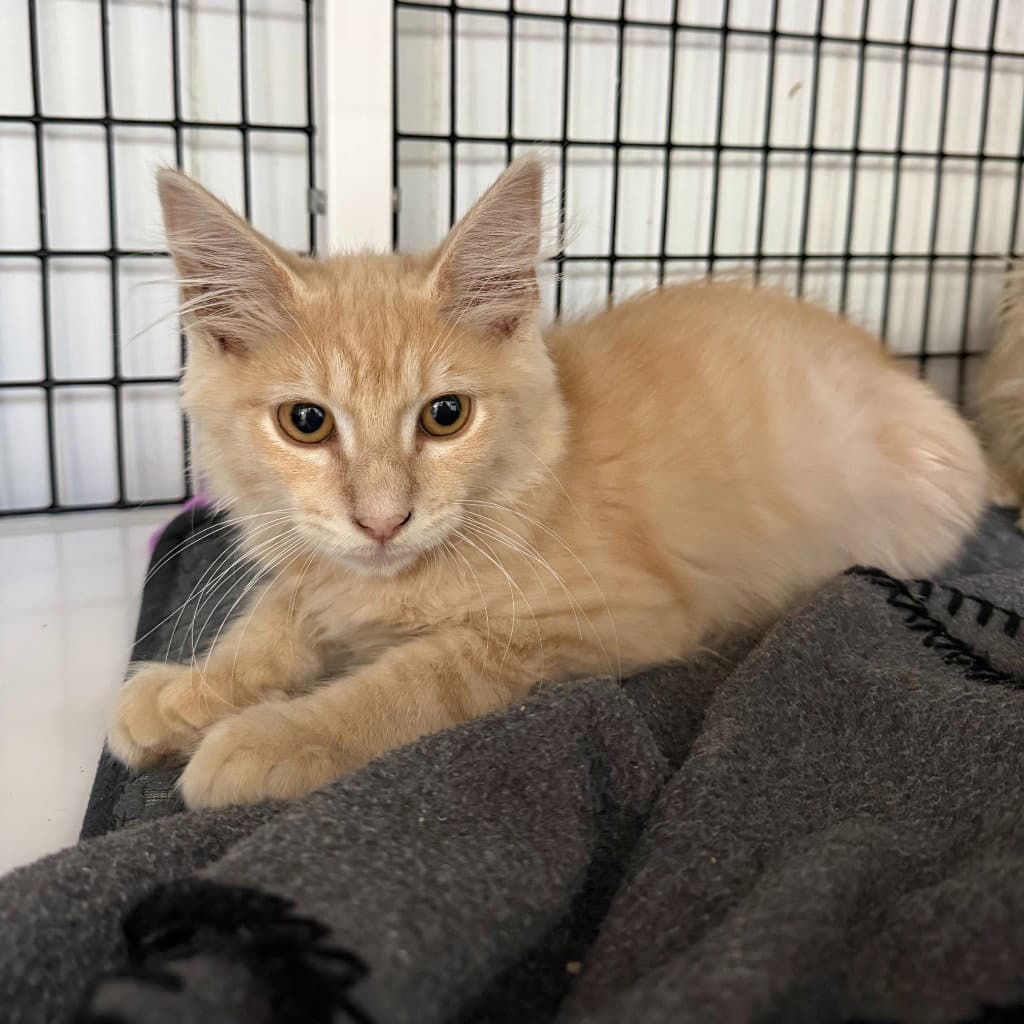 Sir Pounce