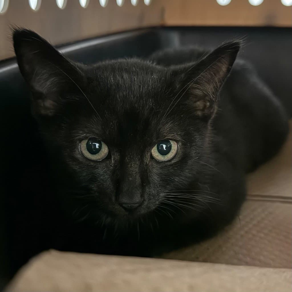 Magic - Domestic Short Hair