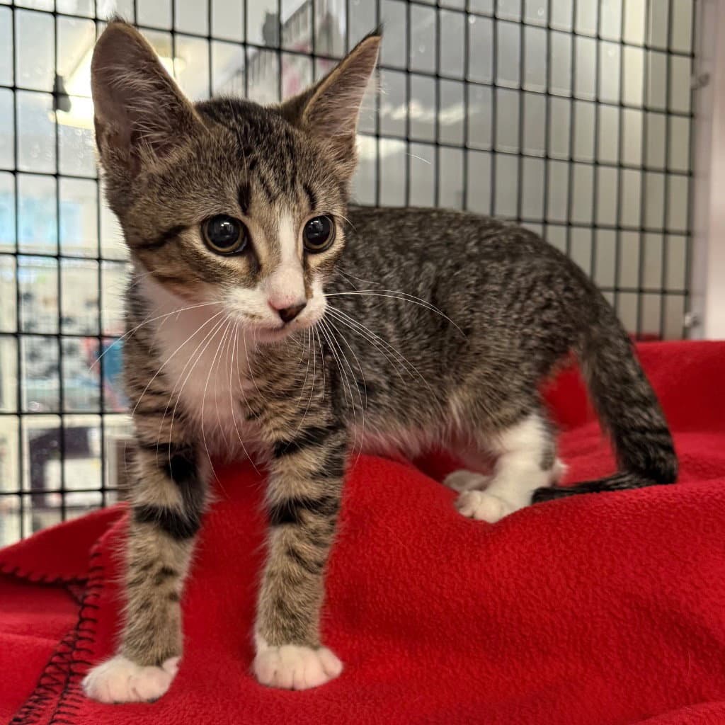 Leo - Domestic Short Hair