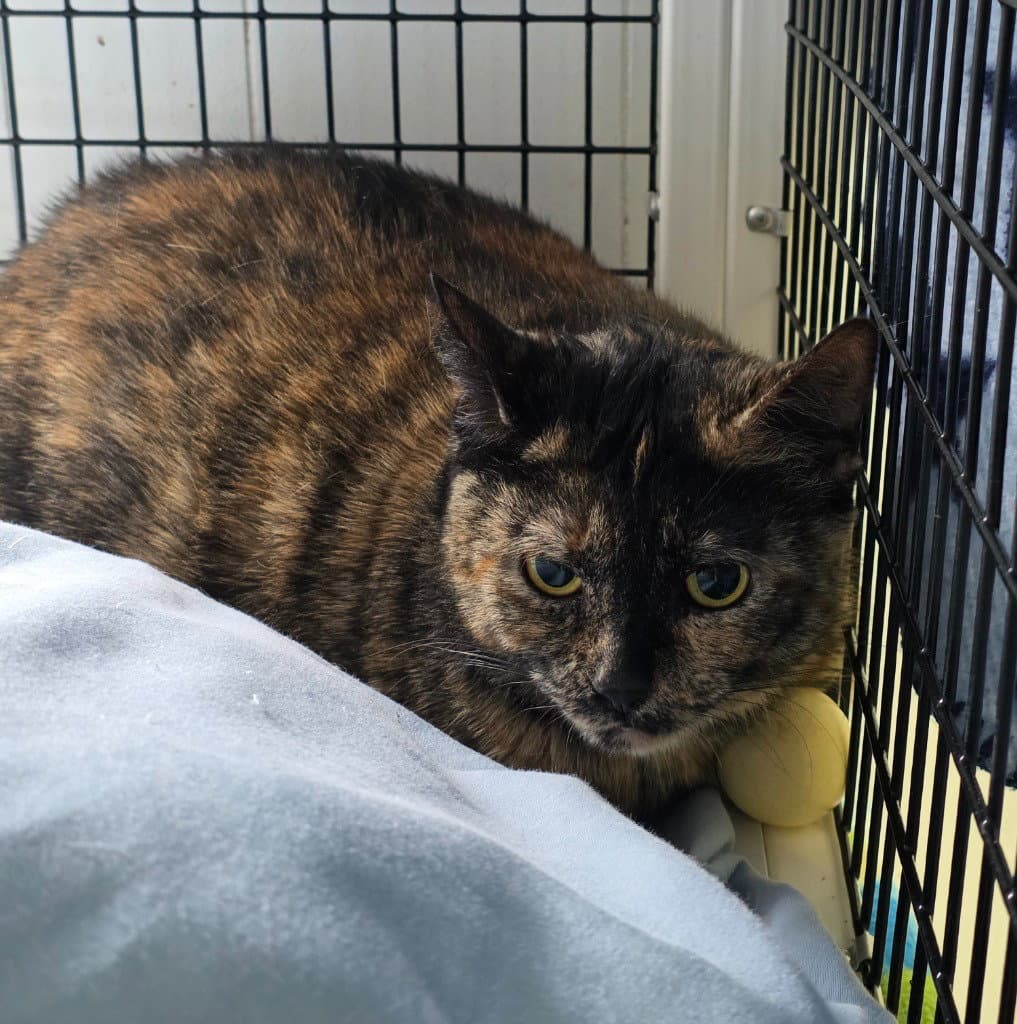 Snickers - Domestic Short Hair