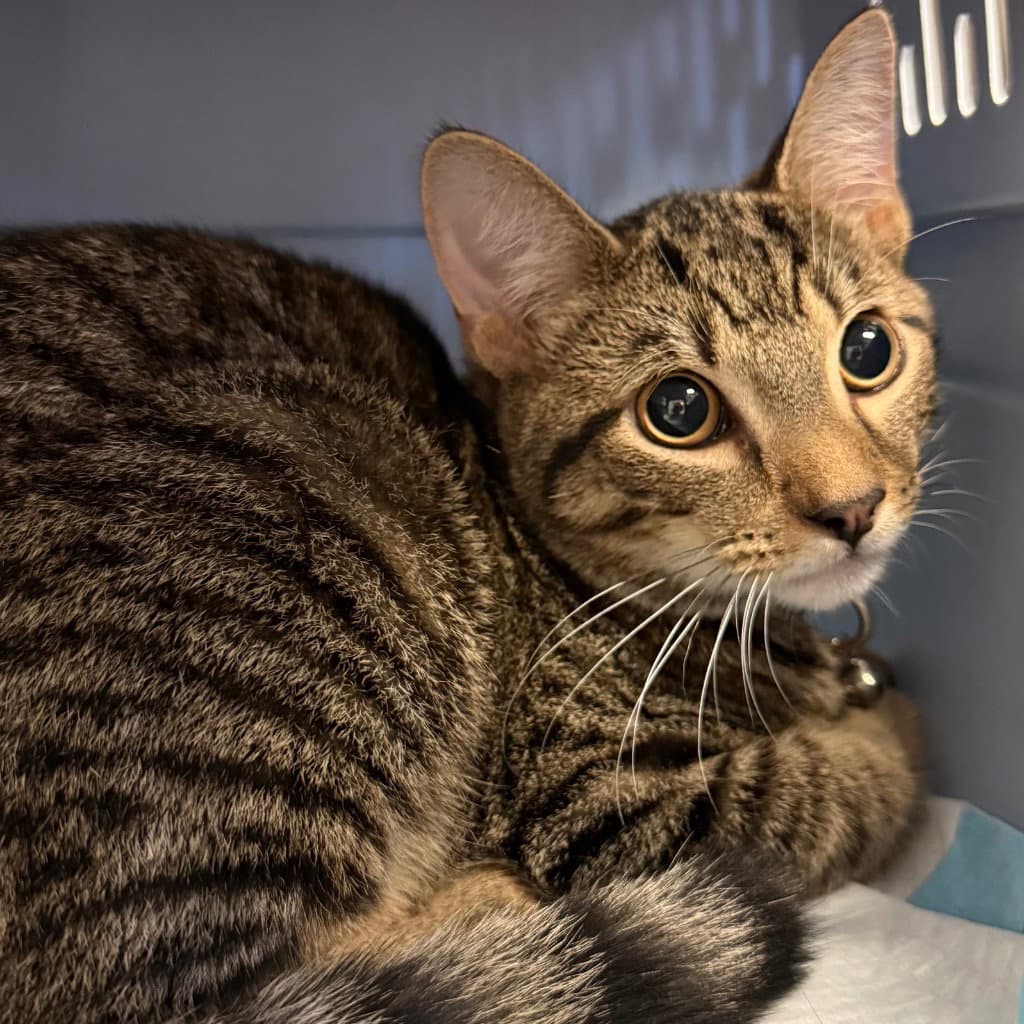 Sinba - Domestic Short Hair