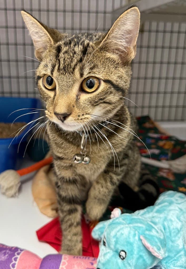 Sinba - Domestic Short Hair