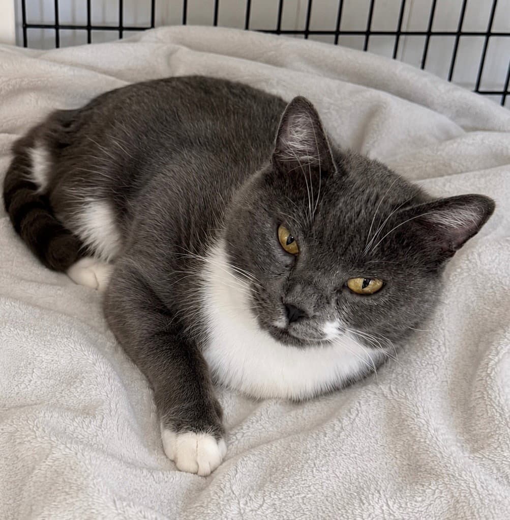 Tommy - Domestic Short Hair