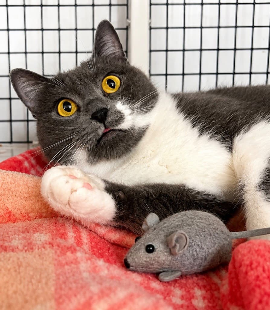 Tommy - Domestic Short Hair