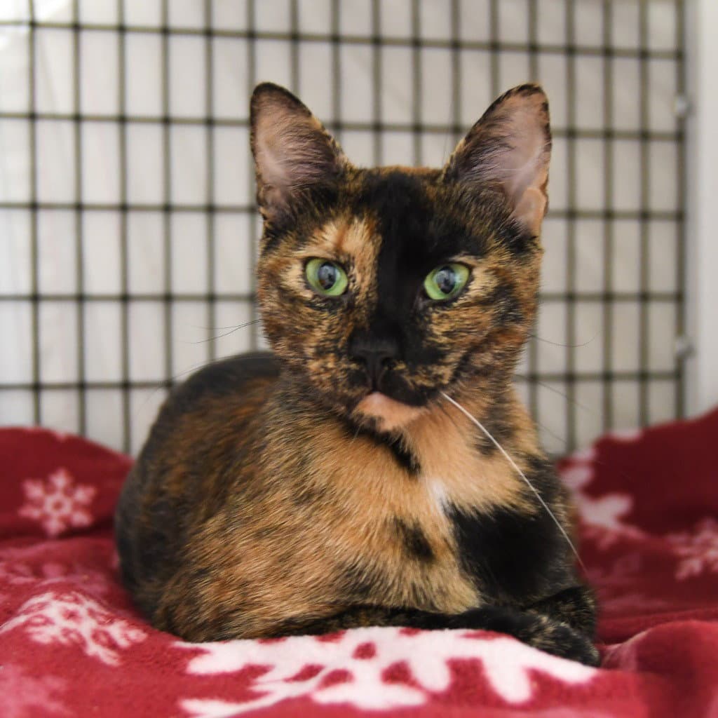 Moira - Domestic Short Hair