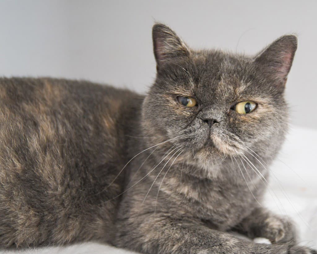 Perla - Persian